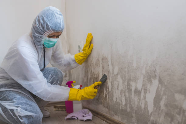 Best Professional Mold Removal  in Indianola, MS