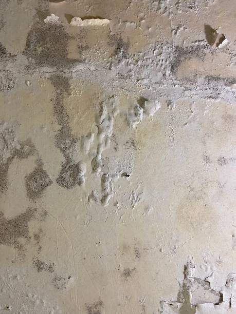 Best Best Mold Removal Companies  in Indianola, MS