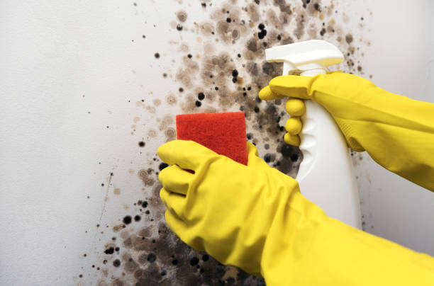 Best Certified Mold Removal  in Indianola, MS