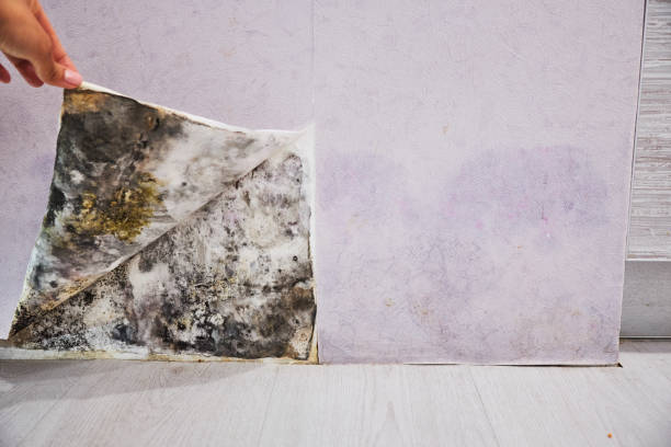 Best Black Mold Removal  in Indianola, MS